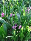 Bletilla striata