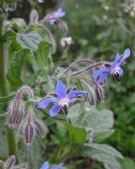 Borago officinalis