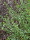 Boronia anemonifolia anemonifolia