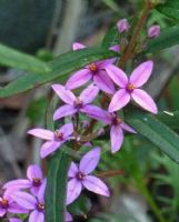 Boronia chartacea