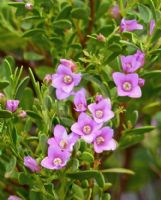 Boronia crenulata