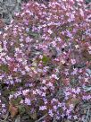 Boronia filifolia