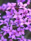 Boronia ledifolia