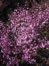 Boronia ledifolia