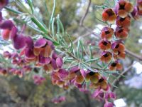 Boronia megastigma