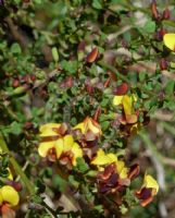 Bossiaea obcordata