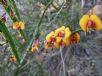 Bossiaea scolopendria