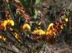 Bossiaea scolopendria