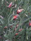 Bossiaea walkeri