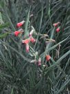 Bossiaea walkeri