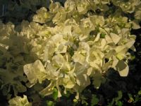 Bougainvillea