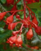 Brachychiton acerifolius