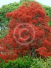 Brachychiton acerifolius