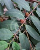 Breynia oblongifolia