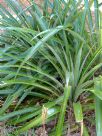 Bromelia sylvicola