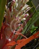 Bromelia pinguin