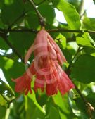 Brownea coccinea capitella