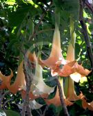 Brugmansia candida Grand Marnier