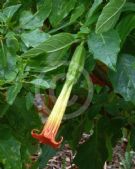 Brugmansia sanguinea