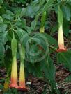 Brugmansia sanguinea