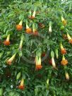 Brugmansia sanguinea