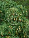 Brugmansia sanguinea