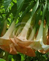 Brugmansia versicolor