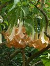 Brugmansia versicolor