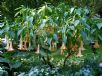 Brugmansia versicolor