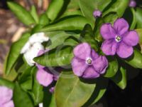 Brunfelsia australis Sweet & Petite