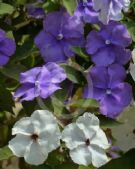 Brunfelsia pauciflora