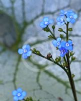 Brunnera macrophylla Jack Frost