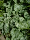 Brunnera macrophylla Jack Frost