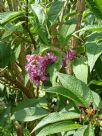 Buddleja colvilei