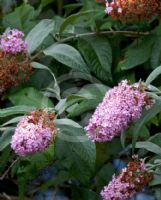 Buddleja davidii