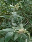 Buddleja fallowiana Alba