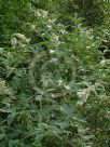 Buddleja fallowiana Alba