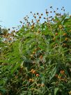 Buddleja globosa