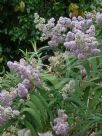 Buddleja salviifolia