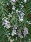 Buddleja salviifolia