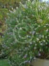 Buddleja salviifolia