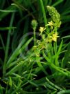 Bulbine frutescens