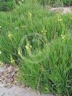 Bulbine frutescens