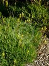 Bulbine frutescens