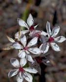 Burchardia umbellata