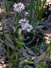 Burchardia umbellata