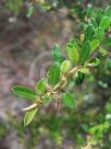 Bursaria spinosa