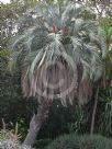 Butia capitata