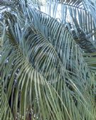 Butia yatay