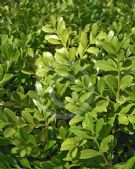 Buxus sinica insularis